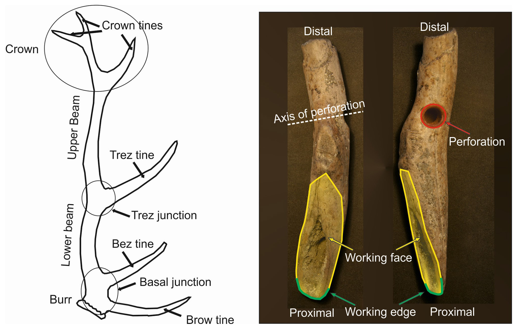 Knowing the Drill: Investigating Mesolithic Perforation Technologies ...
