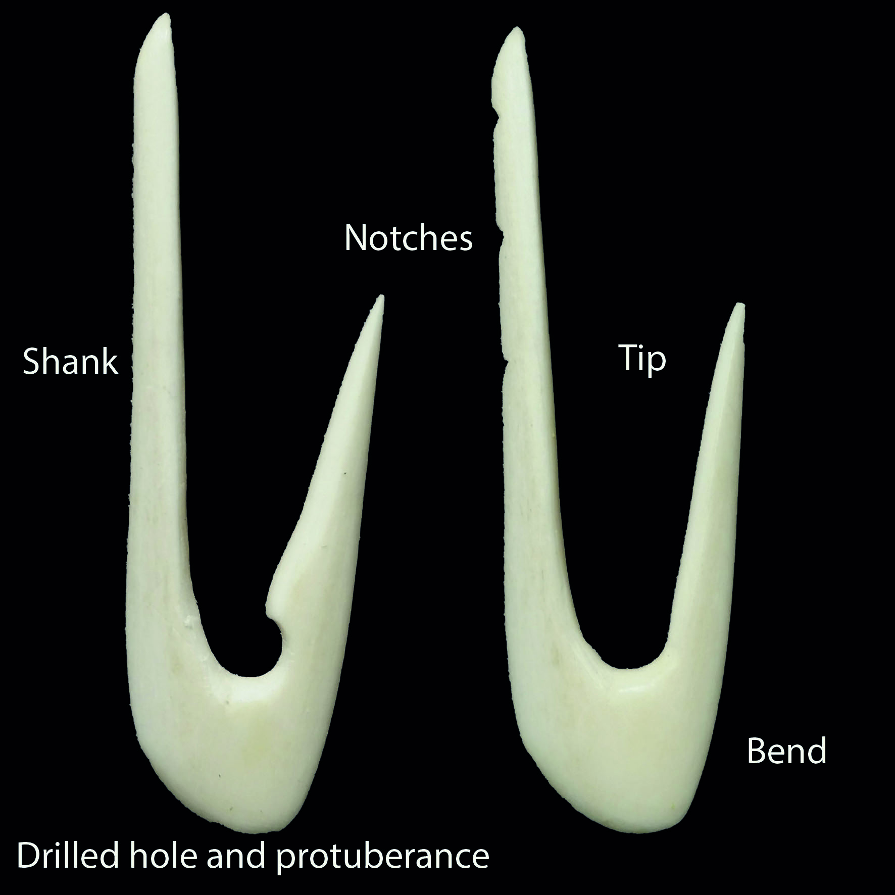 Roe Deer as Raw Material for Middle Mesolithic Fishhooks? An Experimental  Approach to the Manufacture of Small Bone Fishhooks
