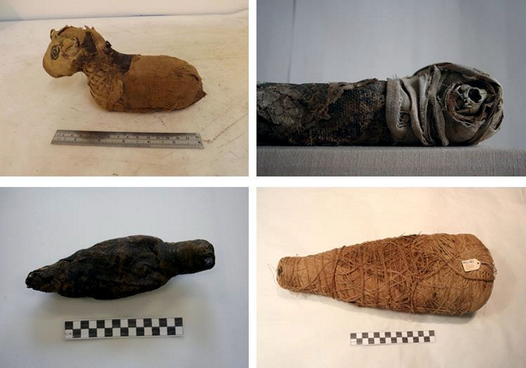 The Mummification of Votive Birds: Past and Present | EXARC