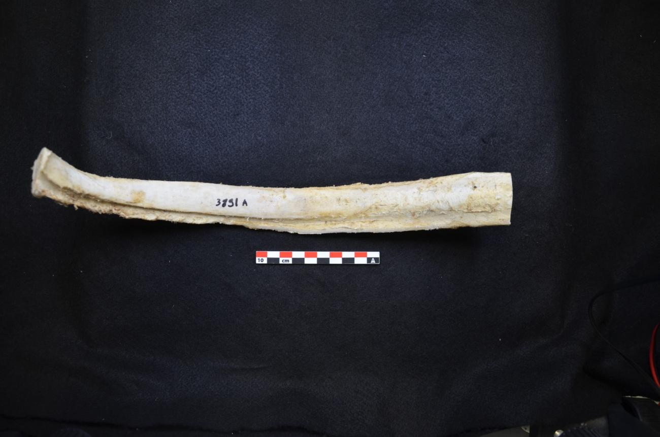An Experimental Investigation of Alternative Neolithic Harvesting Tools ...