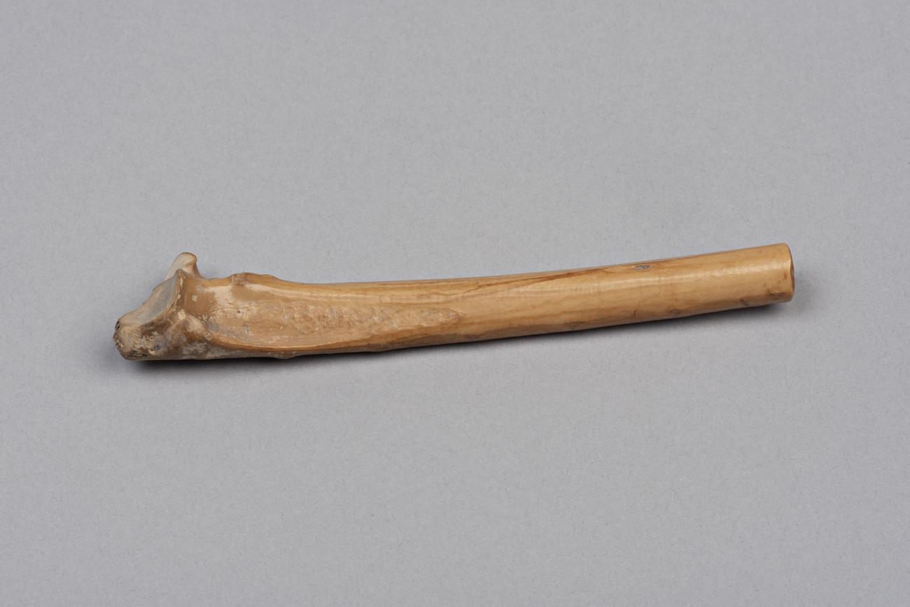 Acutus’ Eagle Bone and Two Bone Tubes with Holes Found in A Roman Fleet ...