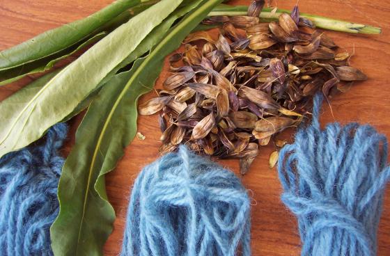 Woad seeds, leaves and dyed wool